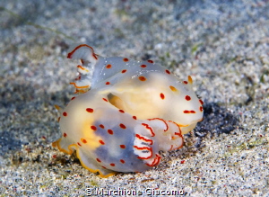 Gymnodorididae, Komodo
Nikon D200, 60 macro , two strobo... by Marchione Giacomo 